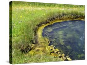 Geyser Pool, Yellowstone National Park, Wyoming, USA-William Sutton-Stretched Canvas