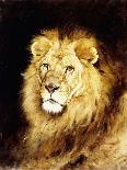 The Head of a Lion-Geza Vastagh-Stretched Canvas
