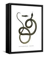 Ghamcheh Snake-null-Framed Stretched Canvas