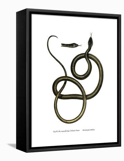 Ghamcheh Snake-null-Framed Stretched Canvas