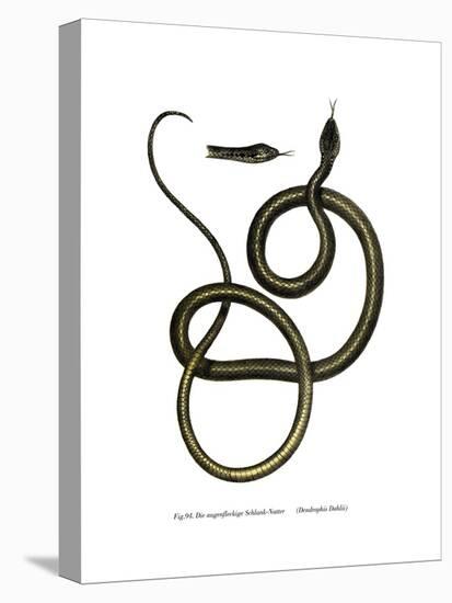 Ghamcheh Snake-null-Stretched Canvas