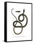 Ghamcheh Snake-null-Framed Stretched Canvas
