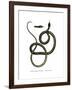 Ghamcheh Snake-null-Framed Giclee Print