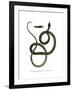 Ghamcheh Snake-null-Framed Giclee Print