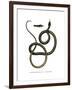 Ghamcheh Snake-null-Framed Giclee Print