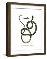 Ghamcheh Snake-null-Framed Giclee Print