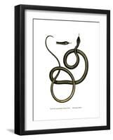 Ghamcheh Snake-null-Framed Giclee Print