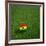 Ghanaian Soccerball Lying on Grass-zentilia-Framed Art Print