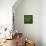 Ghanaian Soccerball Lying on Grass-zentilia-Framed Stretched Canvas displayed on a wall