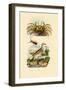 Ghost Crab, 1833-39-null-Framed Premium Giclee Print