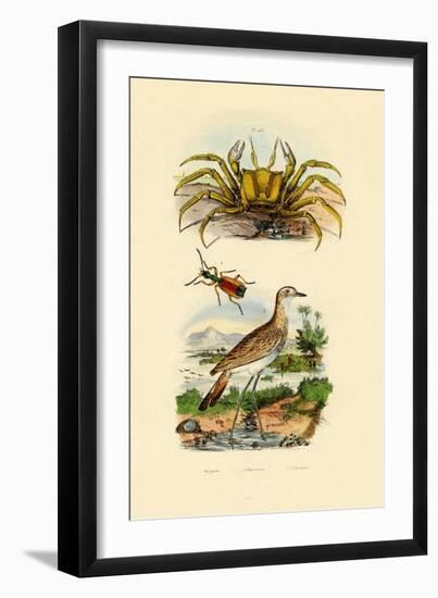 Ghost Crab, 1833-39-null-Framed Premium Giclee Print