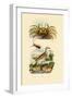 Ghost Crab, 1833-39-null-Framed Premium Giclee Print