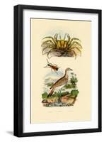 Ghost Crab, 1833-39-null-Framed Giclee Print