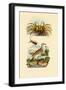 Ghost Crab, 1833-39-null-Framed Giclee Print