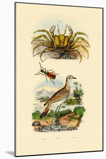 Ghost Crab, 1833-39-null-Mounted Giclee Print