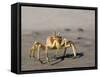 Ghost Crab, Atlantic Ocean Coast, Namibia, Africa-Milse Thorsten-Framed Stretched Canvas