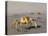 Ghost Crab, Atlantic Ocean Coast, Namibia, Africa-Milse Thorsten-Stretched Canvas