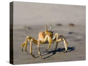 Ghost Crab, Atlantic Ocean Coast, Namibia, Africa-Milse Thorsten-Stretched Canvas