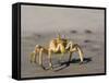 Ghost Crab, Atlantic Ocean Coast, Namibia, Africa-Milse Thorsten-Framed Stretched Canvas