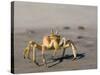 Ghost Crab, Atlantic Ocean Coast, Namibia, Africa-Milse Thorsten-Stretched Canvas
