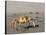 Ghost Crab, Atlantic Ocean Coast, Namibia, Africa-Milse Thorsten-Stretched Canvas