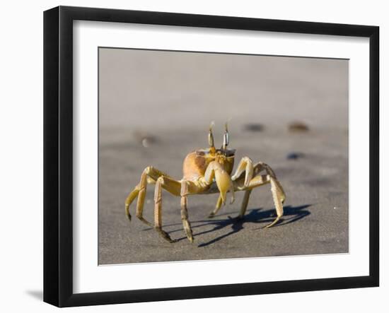 Ghost Crab, Atlantic Ocean Coast, Namibia, Africa-Milse Thorsten-Framed Photographic Print