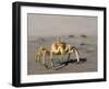 Ghost Crab, Atlantic Ocean Coast, Namibia, Africa-Milse Thorsten-Framed Photographic Print