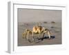 Ghost Crab, Atlantic Ocean Coast, Namibia, Africa-Milse Thorsten-Framed Photographic Print