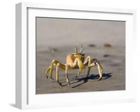 Ghost Crab, Atlantic Ocean Coast, Namibia, Africa-Milse Thorsten-Framed Photographic Print