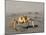Ghost Crab, Atlantic Ocean Coast, Namibia, Africa-Milse Thorsten-Mounted Photographic Print