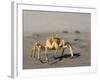 Ghost Crab, Atlantic Ocean Coast, Namibia, Africa-Milse Thorsten-Framed Photographic Print