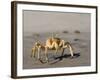 Ghost Crab, Atlantic Ocean Coast, Namibia, Africa-Milse Thorsten-Framed Photographic Print