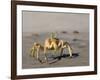 Ghost Crab, Atlantic Ocean Coast, Namibia, Africa-Milse Thorsten-Framed Photographic Print