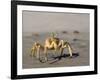 Ghost Crab, Atlantic Ocean Coast, Namibia, Africa-Milse Thorsten-Framed Photographic Print