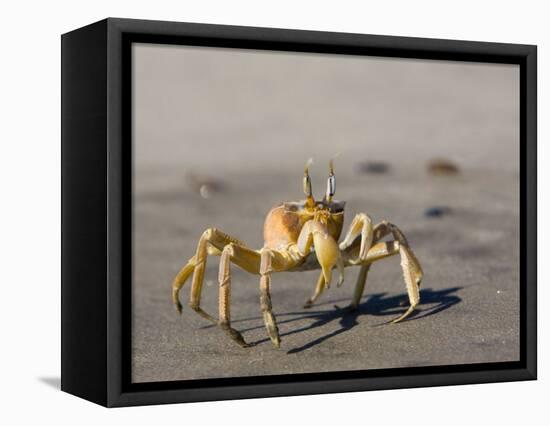 Ghost Crab, Atlantic Ocean Coast, Namibia, Africa-Milse Thorsten-Framed Stretched Canvas