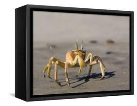 Ghost Crab, Atlantic Ocean Coast, Namibia, Africa-Milse Thorsten-Framed Stretched Canvas