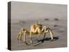 Ghost Crab, Atlantic Ocean Coast, Namibia, Africa-Milse Thorsten-Stretched Canvas