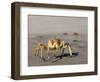 Ghost Crab, Atlantic Ocean Coast, Namibia, Africa-Milse Thorsten-Framed Photographic Print