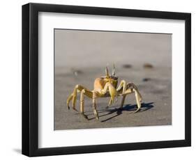 Ghost Crab, Atlantic Ocean Coast, Namibia, Africa-Milse Thorsten-Framed Photographic Print