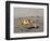 Ghost Crab, Atlantic Ocean Coast, Namibia, Africa-Milse Thorsten-Framed Photographic Print