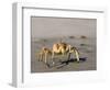 Ghost Crab, Atlantic Ocean Coast, Namibia, Africa-Milse Thorsten-Framed Photographic Print