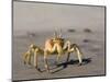 Ghost Crab, Atlantic Ocean Coast, Namibia, Africa-Milse Thorsten-Mounted Photographic Print