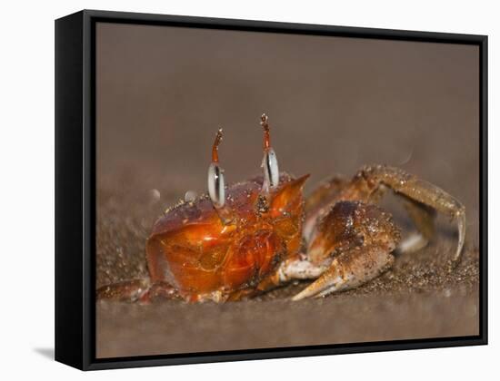 Ghost Crab, Santiago Island, Galapagos Islands, Ecuador-Pete Oxford-Framed Stretched Canvas