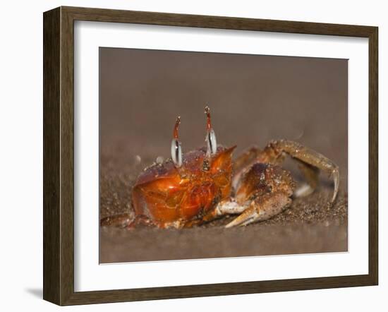 Ghost Crab, Santiago Island, Galapagos Islands, Ecuador-Pete Oxford-Framed Photographic Print