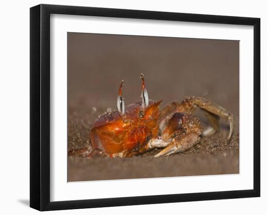 Ghost Crab, Santiago Island, Galapagos Islands, Ecuador-Pete Oxford-Framed Photographic Print