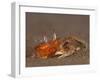 Ghost Crab, Santiago Island, Galapagos Islands, Ecuador-Pete Oxford-Framed Photographic Print