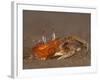 Ghost Crab, Santiago Island, Galapagos Islands, Ecuador-Pete Oxford-Framed Photographic Print