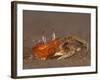 Ghost Crab, Santiago Island, Galapagos Islands, Ecuador-Pete Oxford-Framed Photographic Print