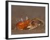 Ghost Crab, Santiago Island, Galapagos Islands, Ecuador-Pete Oxford-Framed Photographic Print