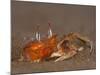 Ghost Crab, Santiago Island, Galapagos Islands, Ecuador-Pete Oxford-Mounted Photographic Print